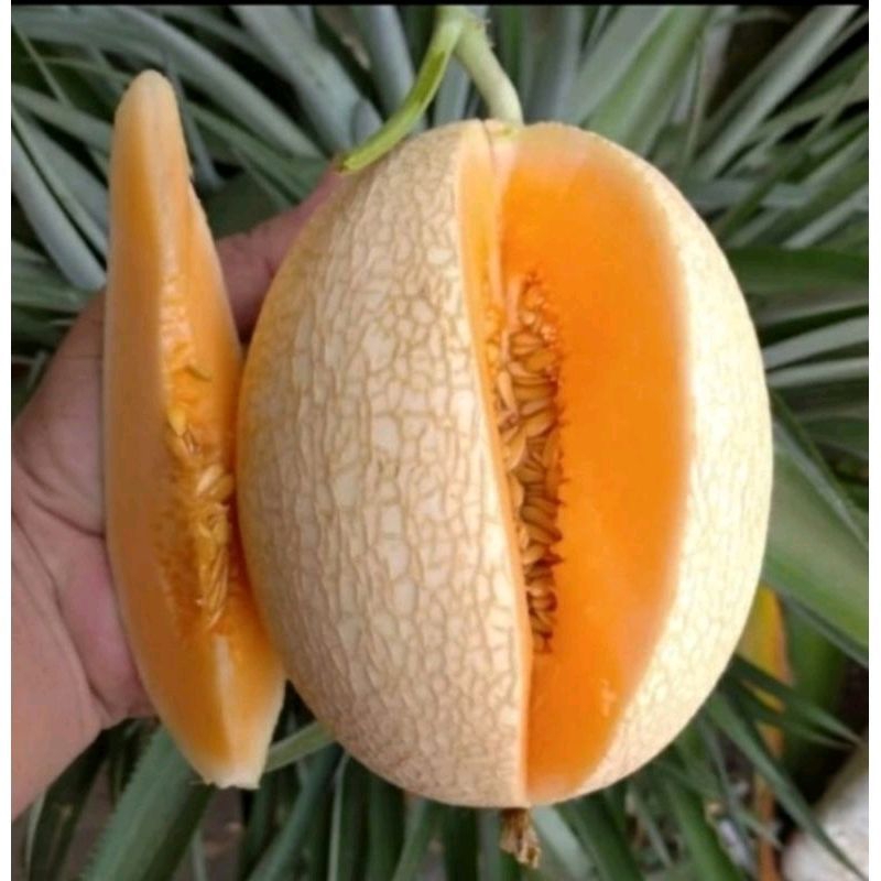 5 butir benih melon sweet net