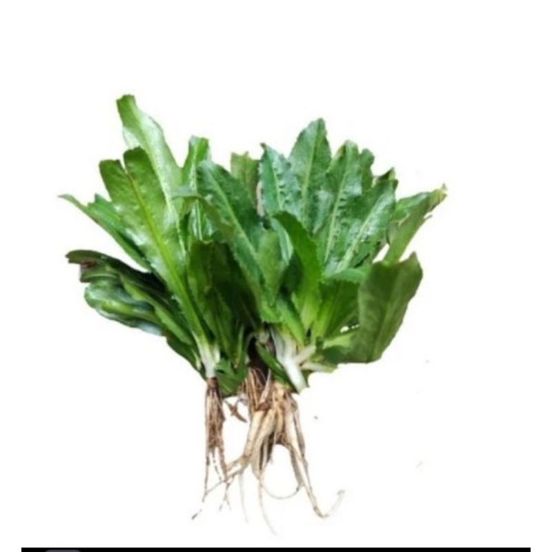 

Promo Daun Walang Sangit Segar 500gram Untuk Umpan pancing dan herbal
