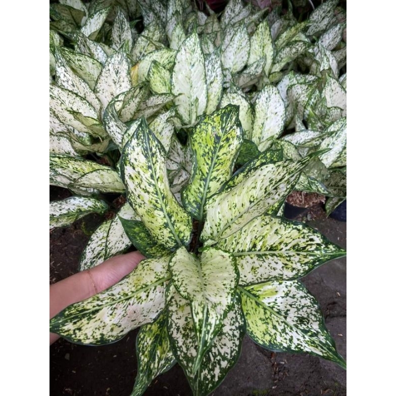 aglonema snow white lokal dewasa