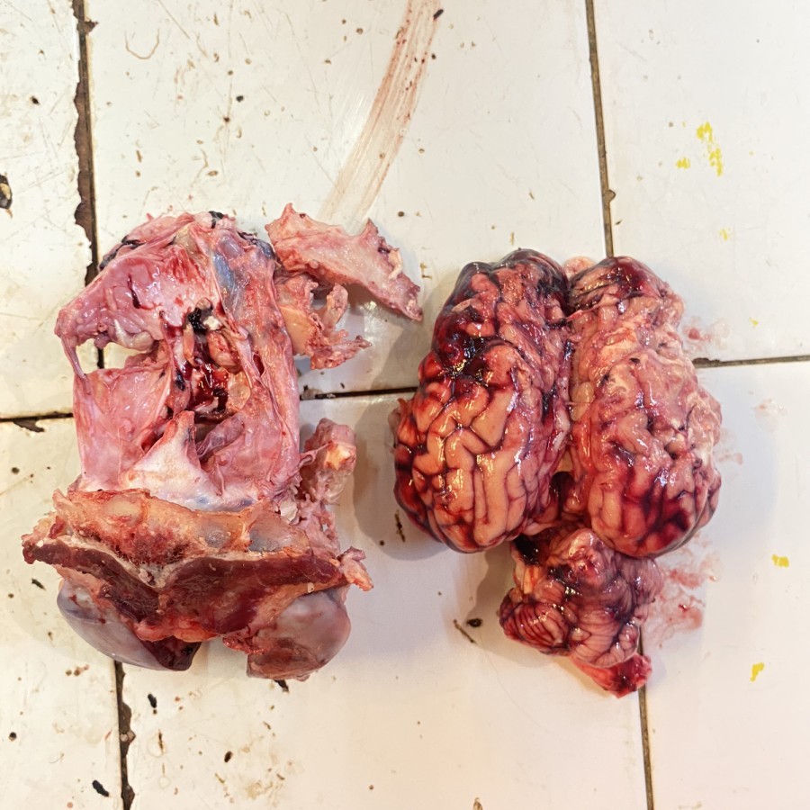

Otak Sapi Lokal Dengan Tulang