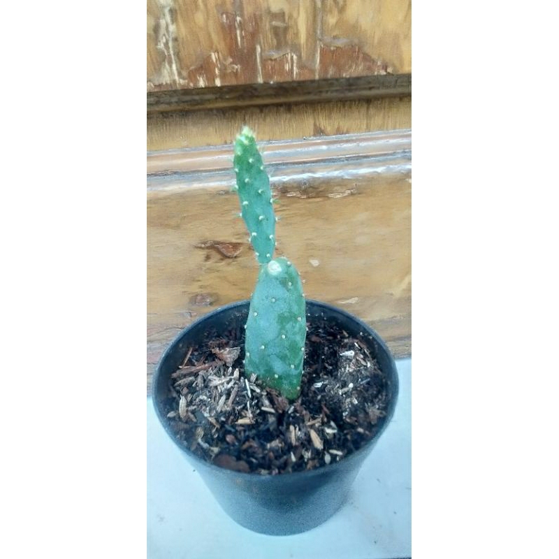 Kaktus opuntia Robusta anakan