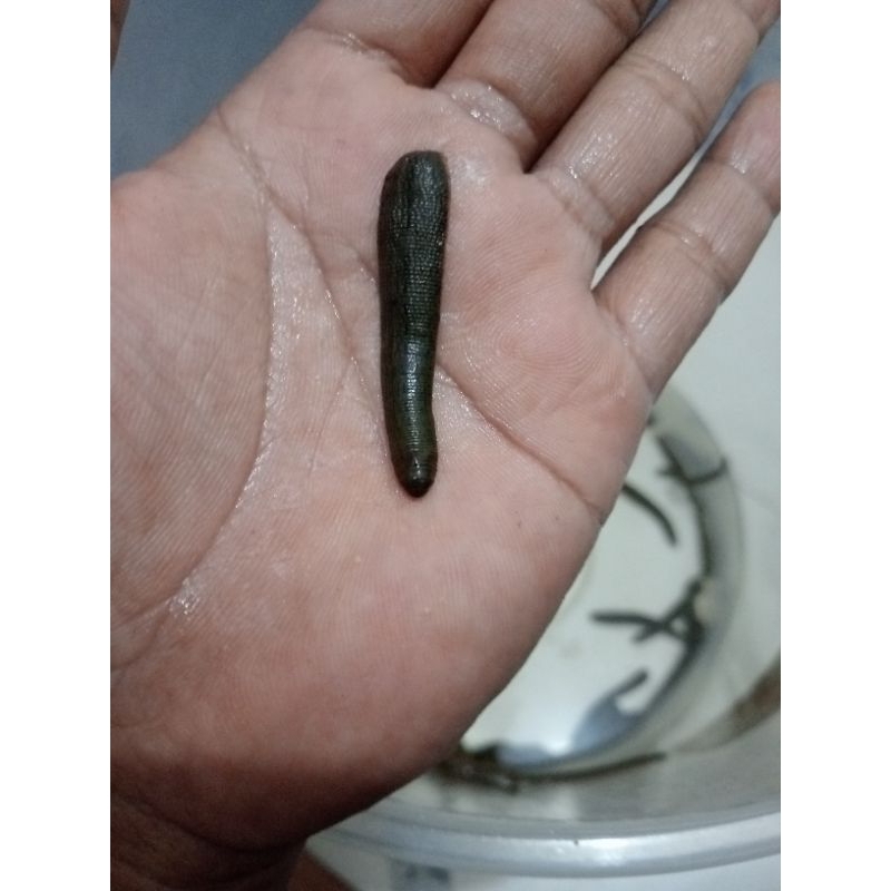 LINTAH TERAPI ukuran Sedang PAS