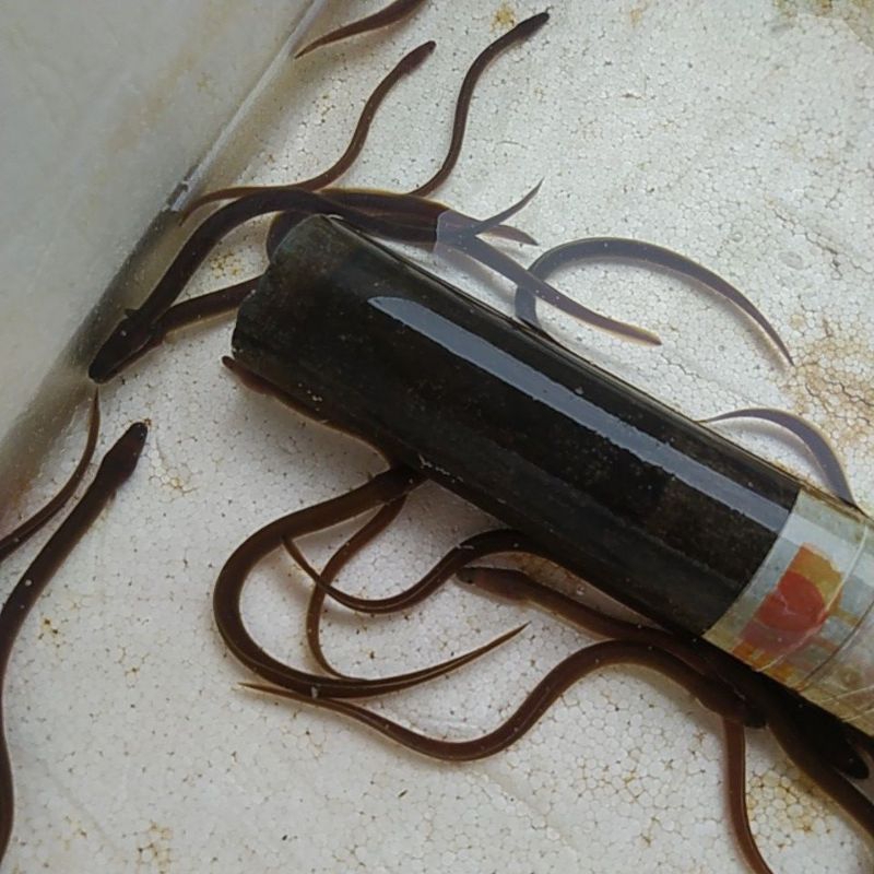 Sidat hidup, bibit sidat, benih sidat bicolor kualitas terbaik ukuran -+5gram  paket 5ekor