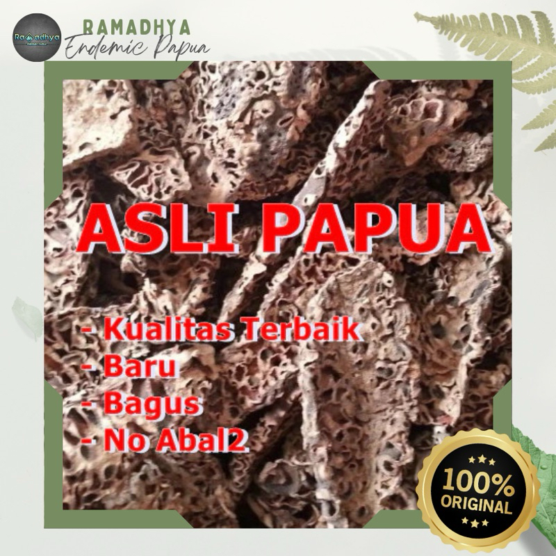 

Sarang Semut Asli Papua Original 100% DIJAMIN ASLI - SARANG SEMUT PUTIH PAPUA ORIGINAL KUALITAS TERBAIK