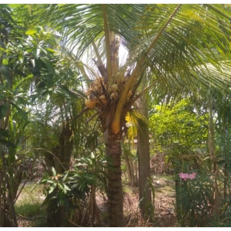 Tanaman kelapa gading sedang berbuah //pohon kelapa kuning berbuah