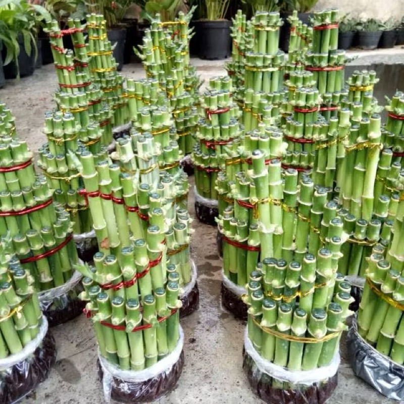 BAMBU HOKI / TANAMAN BAMBU HOKI • BAMBU REJEKI - Tanaman Bambu Hias - BAMBU HOKI MURAH