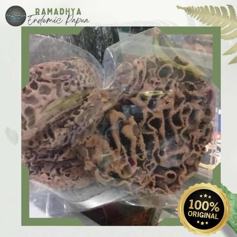 

Sarang Semut Asli Papua Original 100% Sarang semut duri asli Papua Tanaman obat herbal kemasan 500gram