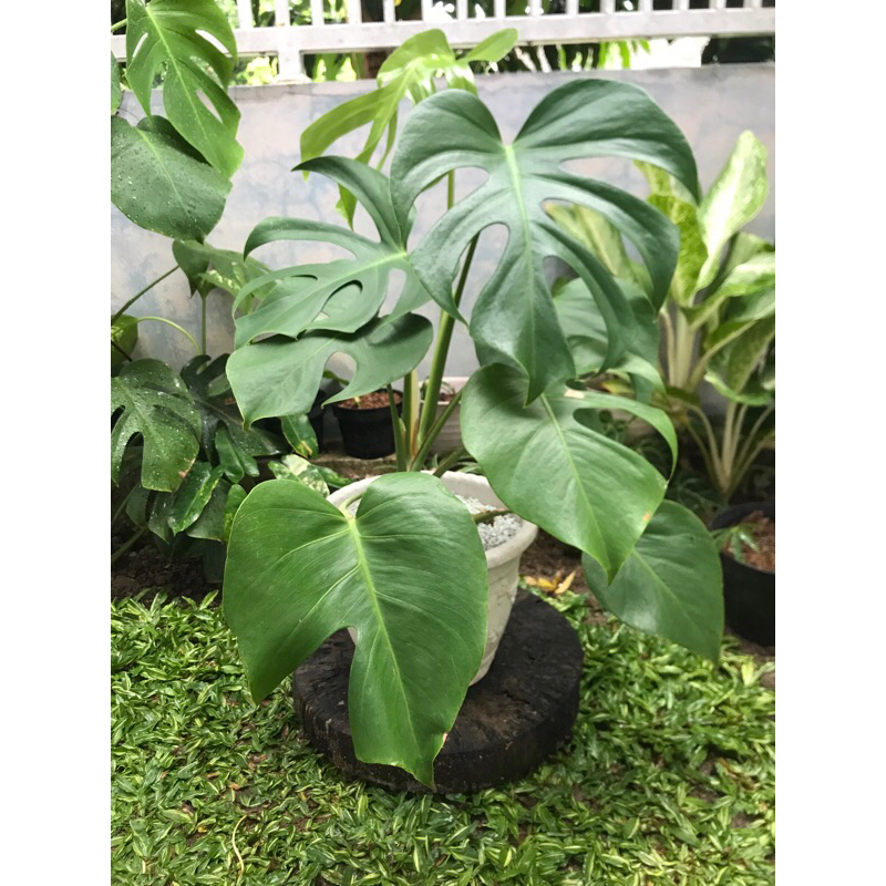 monstera borsigiana