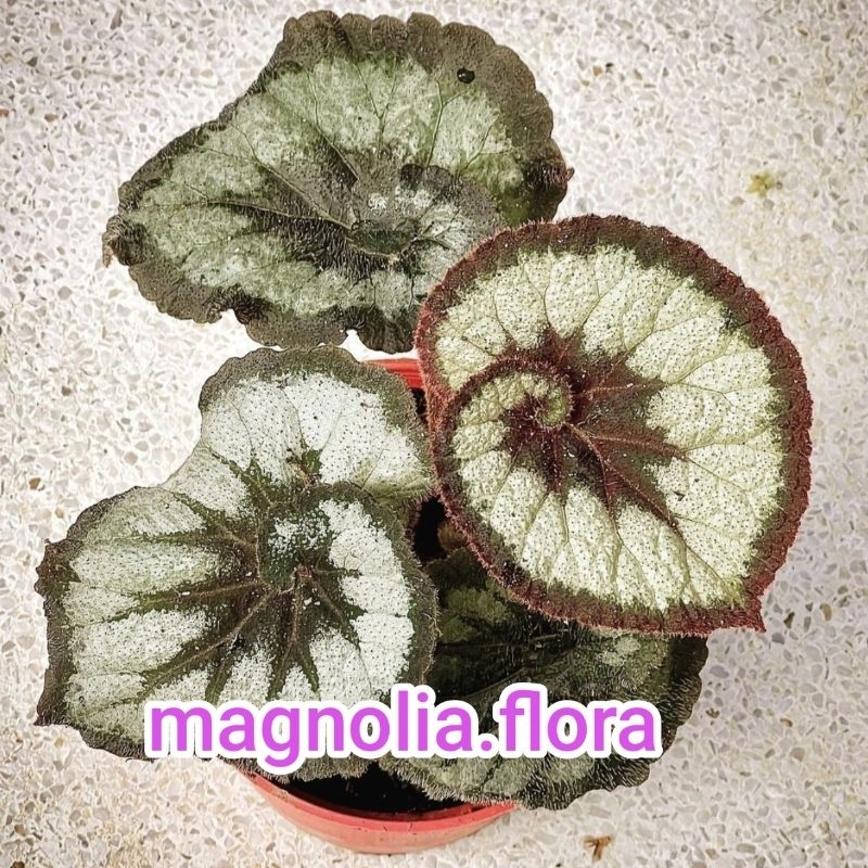 Begonia escargot / begonia rex keong / bibit tanaman hias bunga