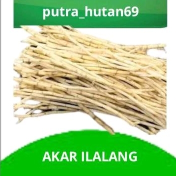 

AKAR ILALANG ASLI FRESH