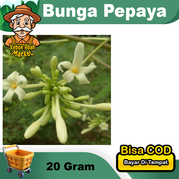 

Bunga Pepaya Lokal Segar Per 15 Gram Panen Dadakan Non Pestisida