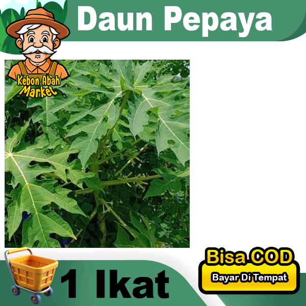 

Daun Pepaya / fresh murah / masakan bungkus buntil segar lebar 1 Ikat Tangakai Daun Kurang Lebih 60 Gram Ecoprint