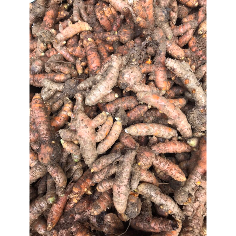 

kunyit segar 1kg