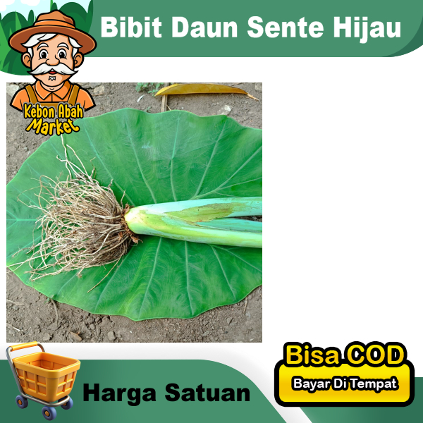 

Batang Bibit Sente Hijau Harga Satuan Untuk Pakan Ikan Gurame Patin