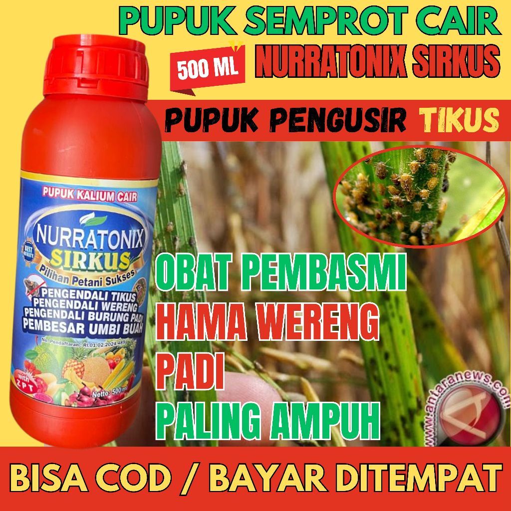 SIRKUS Pestisida Organik Obat Hama Tanaman Padi Seperti Walang Sangit (Kungkang), Tungro pada Padi