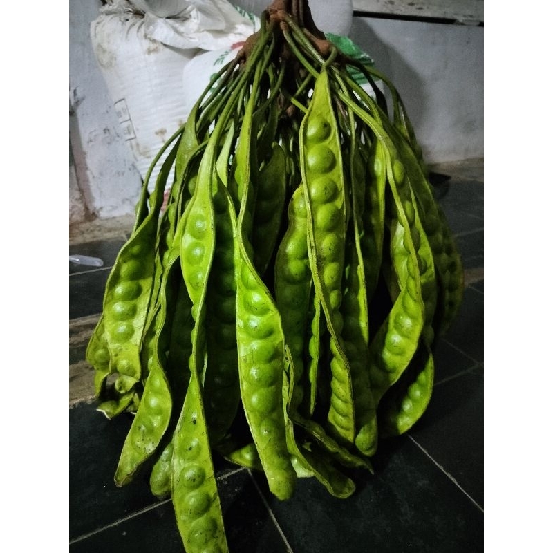 

Petai Pete Pare Fresh baru dipetik Kualitas Super Panjang