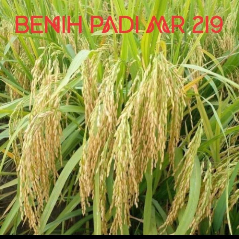 BENIH PADI MR 219 KEMASAN 1KG