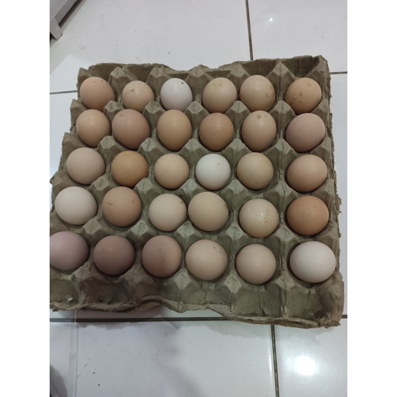 

Telur Ayam Kampung Yudistira (AKY) Fertil