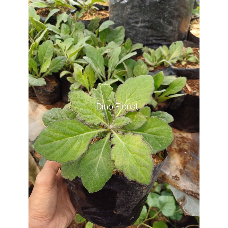 Tanaman Herbal Daun Dewa Samsit - Gynura Divaricata