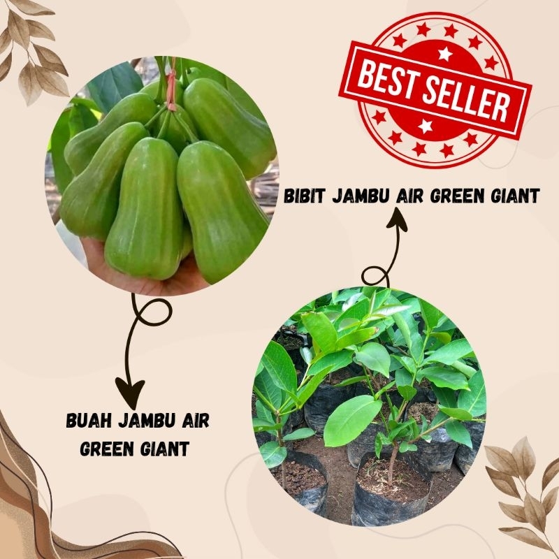 bibit jambu air Green Giant