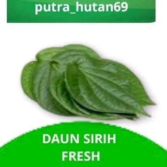 

DAUN SIRIH 50 LEMBAR