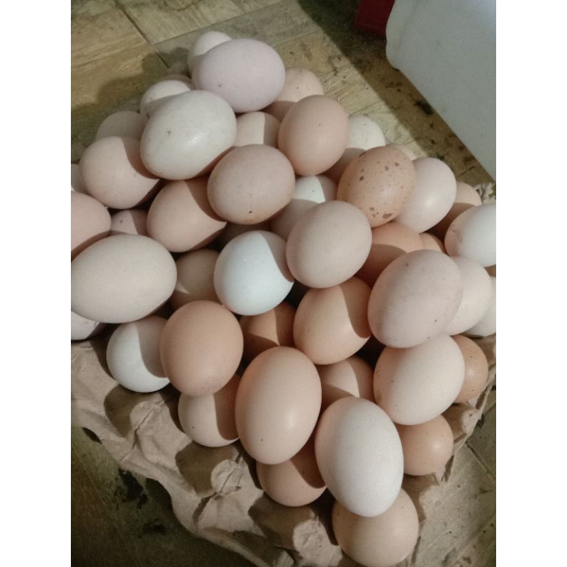 

telur ayam kampung asli harga perbutir