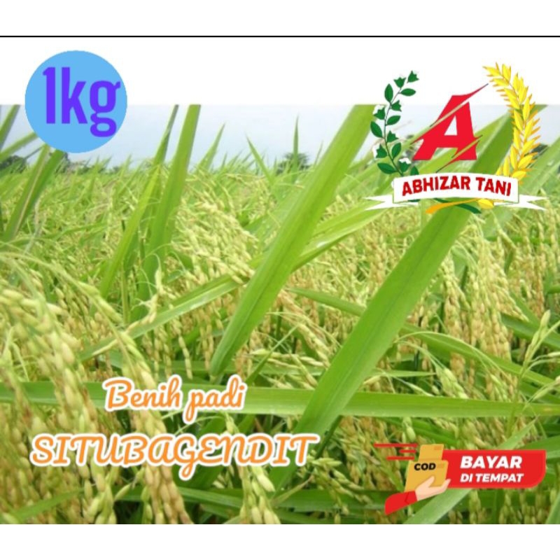 benih padi SITU BAGENDIT kemasan 1kg