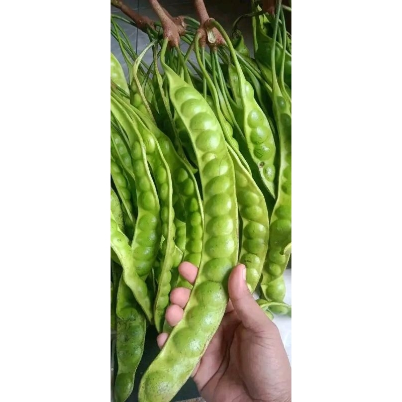 

Petai Tua Asli Pati 10 Papan