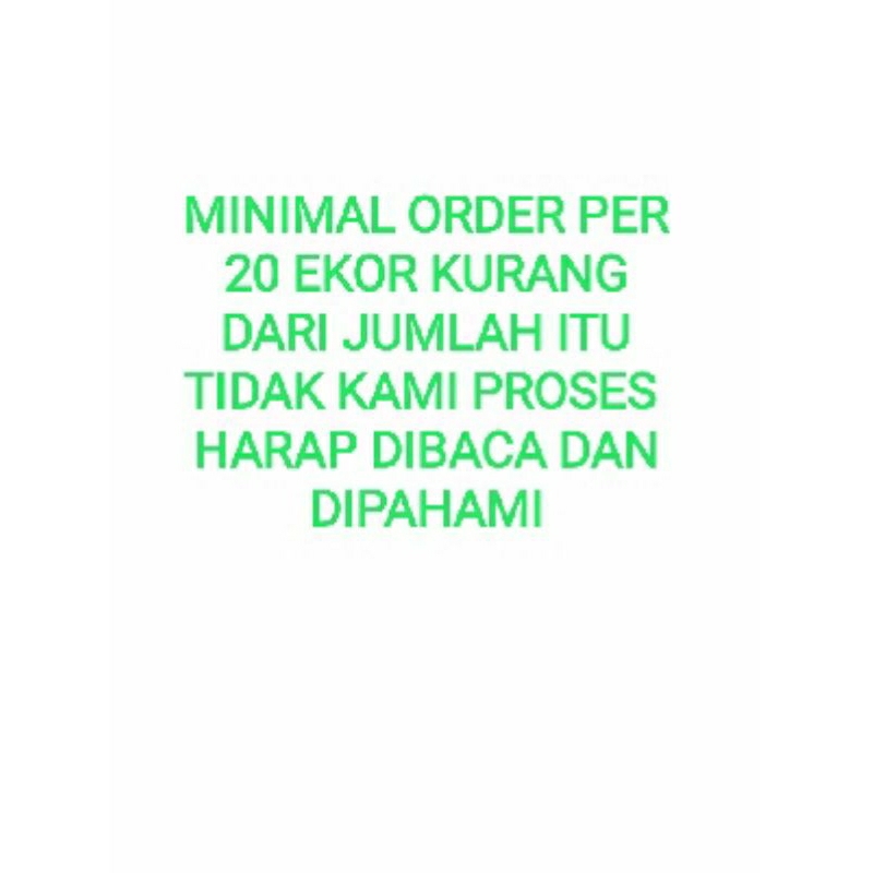 

SNOW WHITE CHILID UKURAN 3 CM