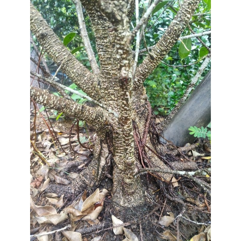 Bonsai Prokar Kimeng SIZE Besar