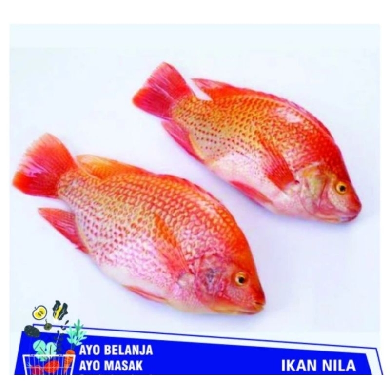 

Ikan Nila Hidup Segar Premium Diambil Sesuai Orderan 1000gr 1kg