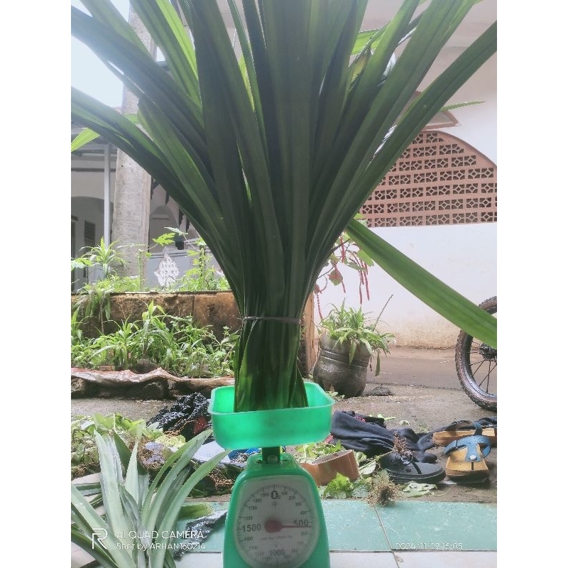 

daun pandan wangi 500gram