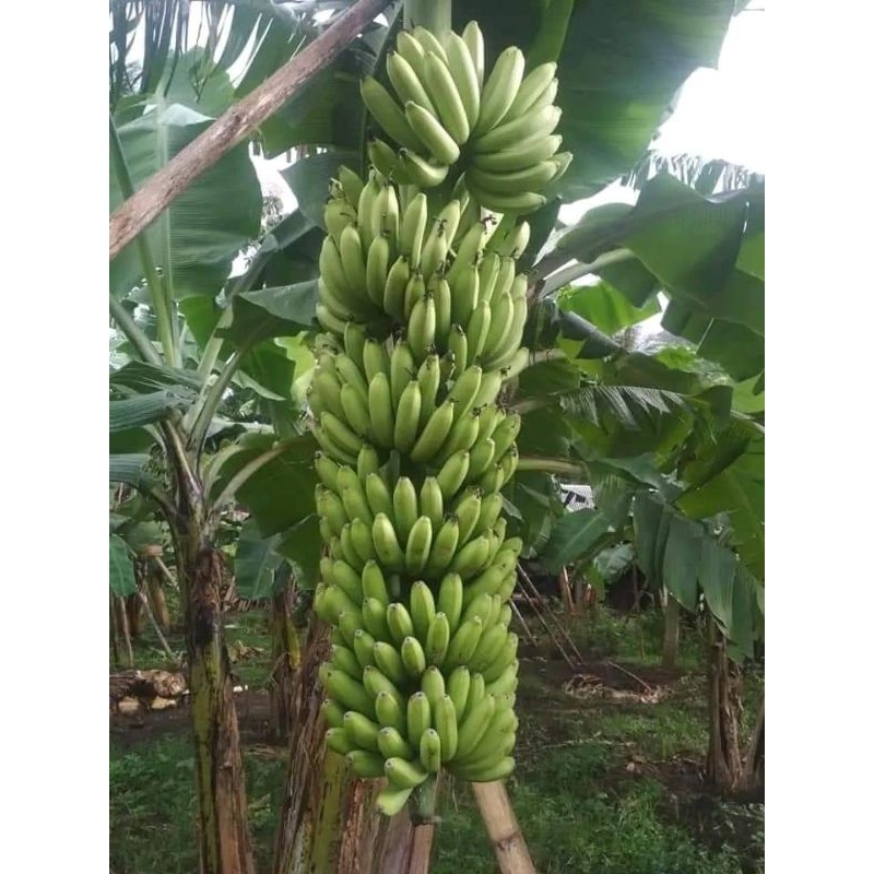 

1 PAKET ISI 3 BONGGOL ANAKAN PISANG FHIA 17/ MULYO 100% VALID.