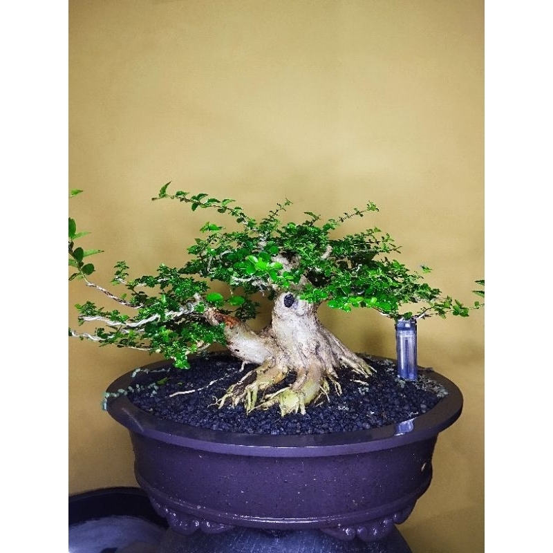 Bonsai sancang the max siap pajang siap kontes