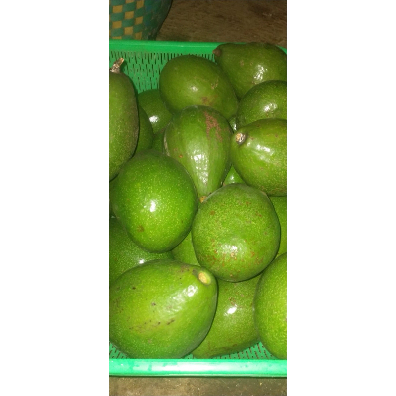 

ALPUKAT MENTEGA