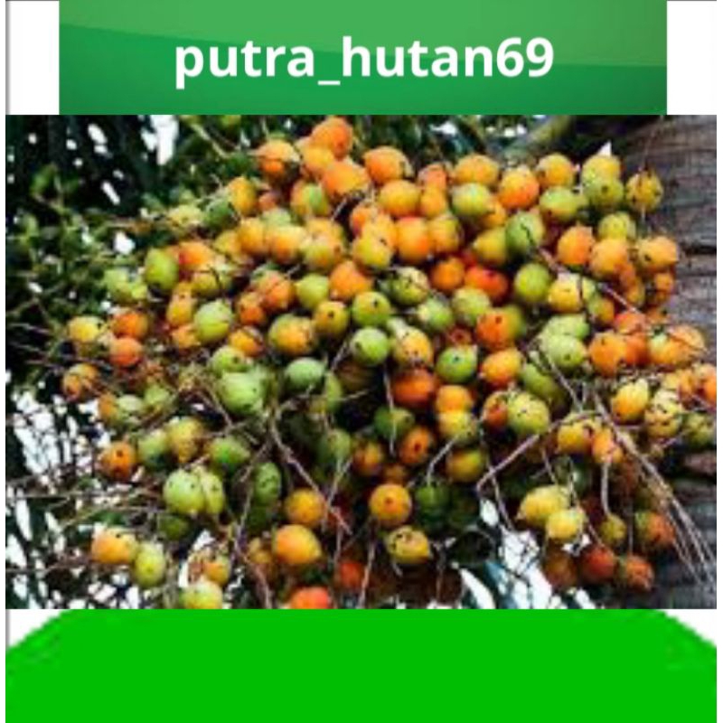 

BUAH PINANG TUA FRESH 1KG