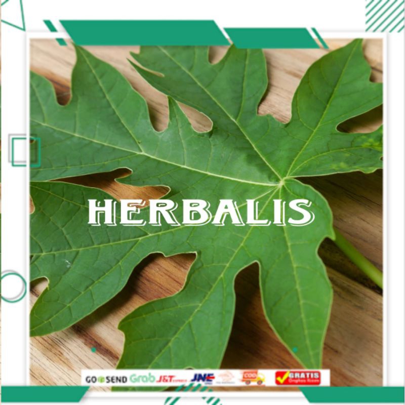 

Daun pepaya muda segar fres 1kg murah