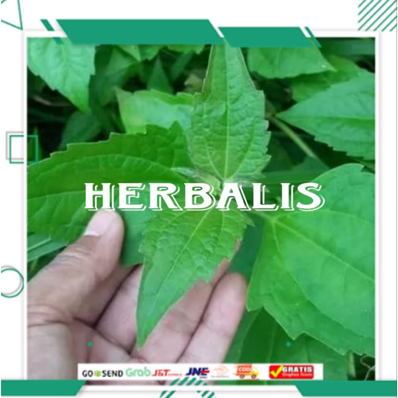 

500gr daun meringgo/daun kirinyuh segar fres murah