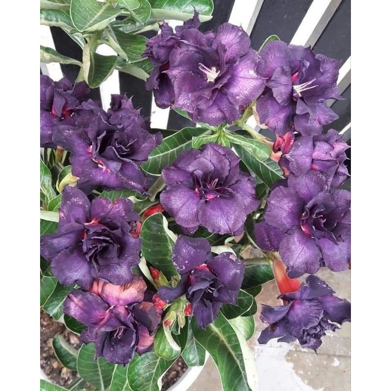 Promo Murah COD Tanamn hias adenium dewasa bunga ungu tumpuk - adenium bonsai