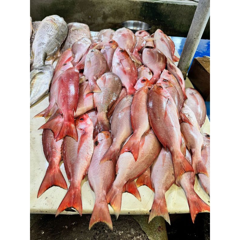 Ikan kakap Merah besar 1 kg
