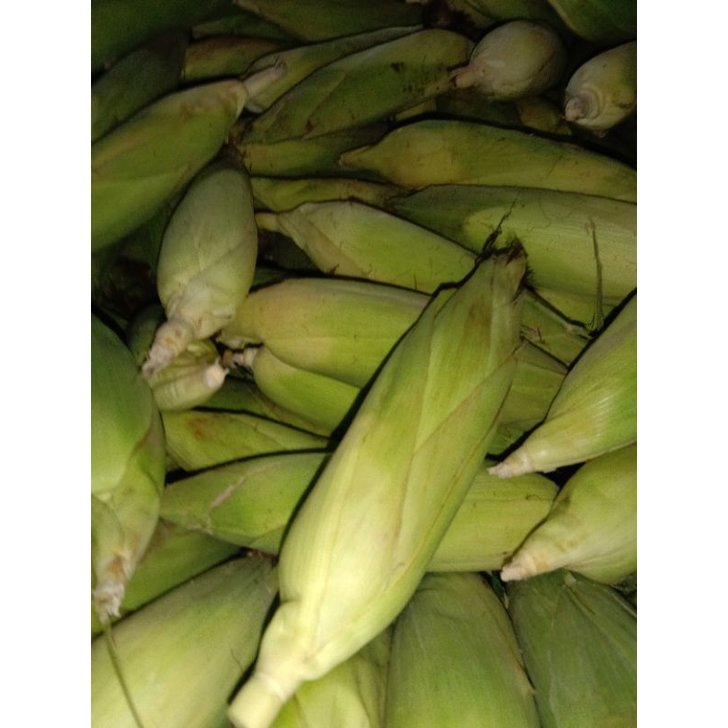 

JAGUNG MANIS