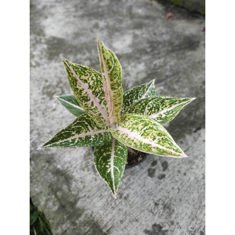 AGLAONEMA MUTIARA