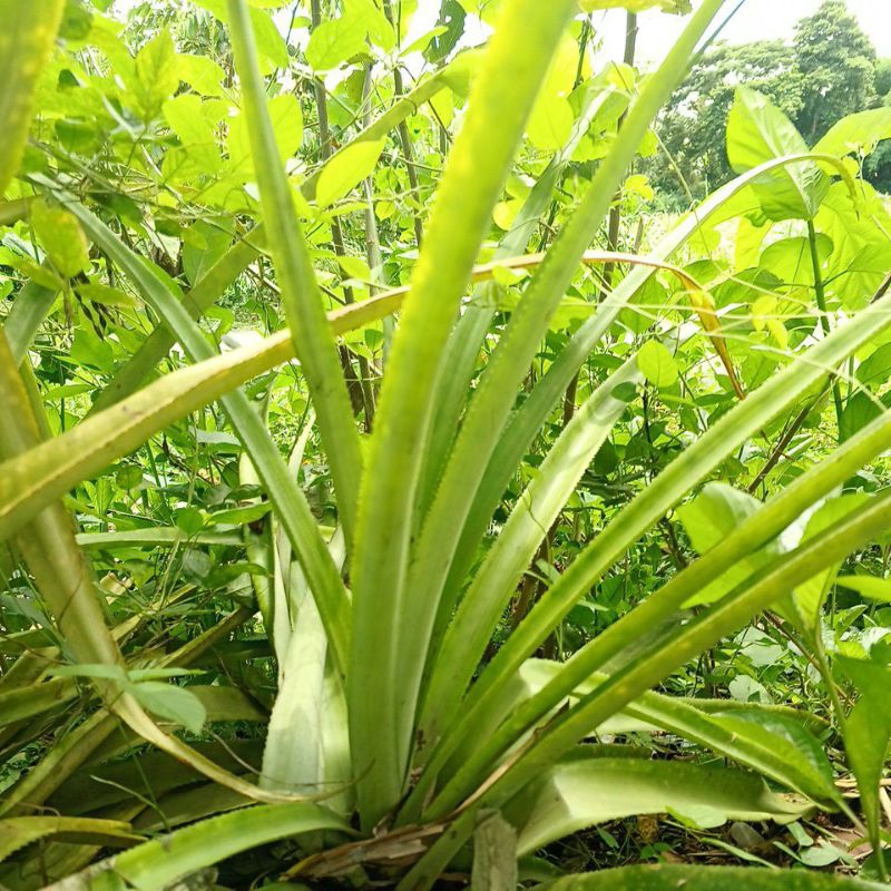 

BIBIT NANAS MADU