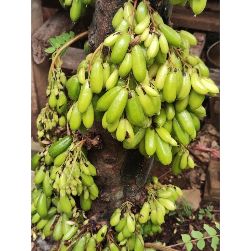 

Belimbing wuluh segar Langsung dari pohon