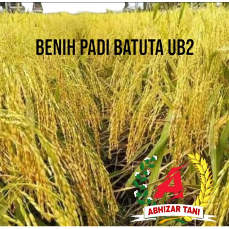 benih padi BATUTA UB2 KEMASAN 1KG