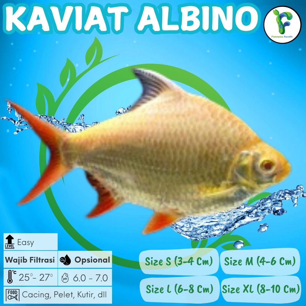 Ikan Hias Aquascape Kaviat/Kafiat/Kapiat Albino Mata Merah