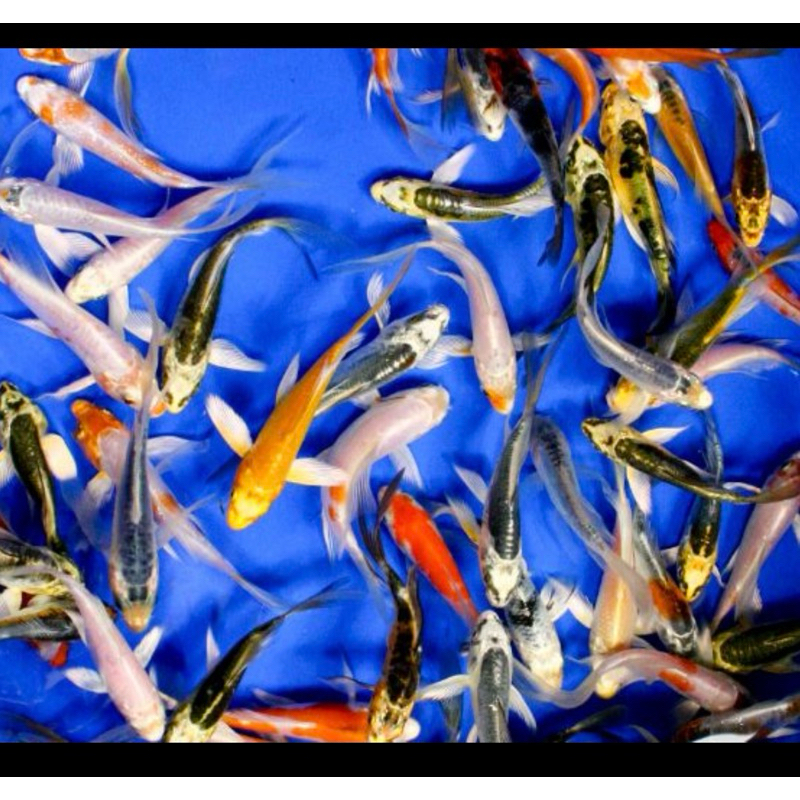 KOI METALIK 10 EKOR BLITAR GRADE A+++