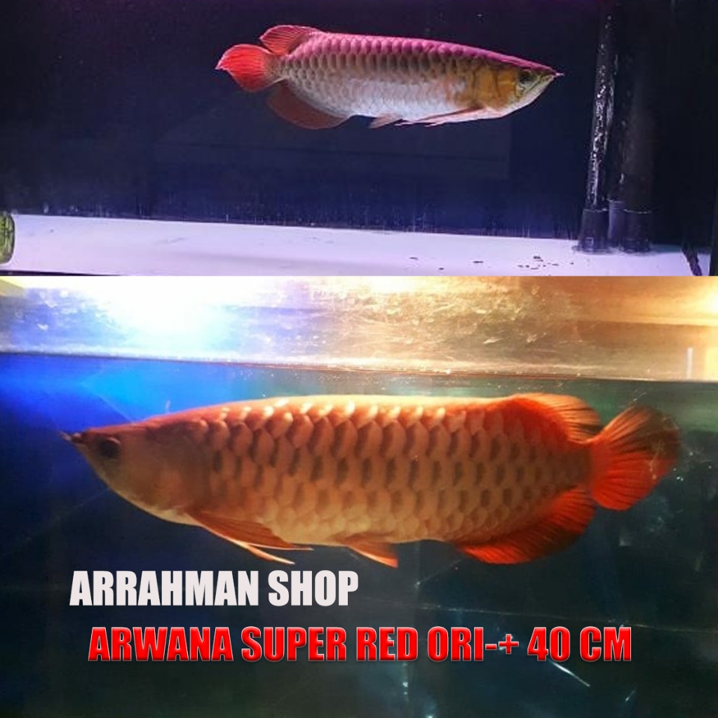 Ikan Arwana Super Red Ori Real Pict - Termurah Ikan Hias Arwana -+40cm