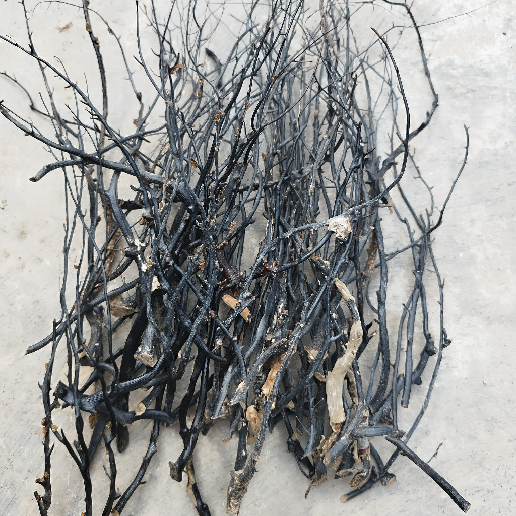 Bahan Akar Bahar Hitam Size Kecil Minimalis