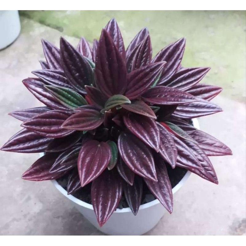 Peperomia Roso Red